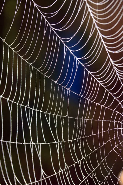 Κοντινό Πλάνο Ενός Κόμβου Αράχνες Ένα Misty Dew Πρωί — Φωτογραφία Αρχείου
