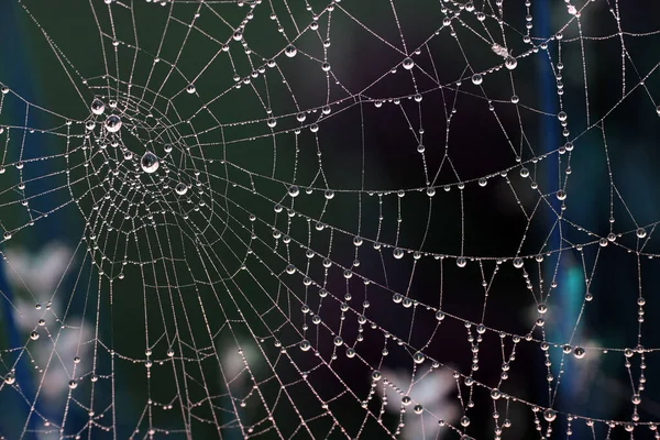 Misty Dew Morning 'de Örümceklerin Örümcek Ağı Kapanışı