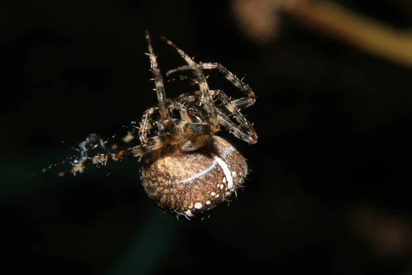 Puutarha Hämähäkki Web Lähikuva Pelottava — kuvapankkivalokuva