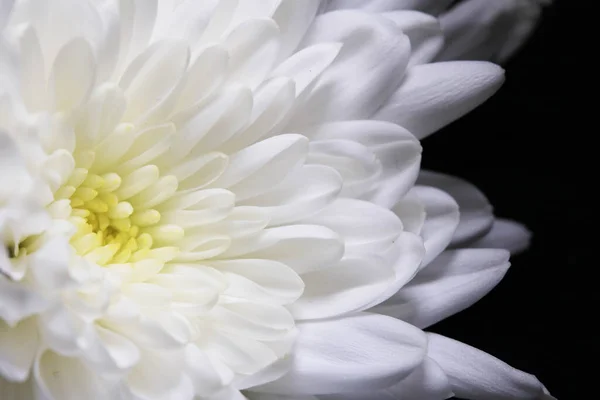 Close Beautiful Flower Petals Background — Stock Photo, Image