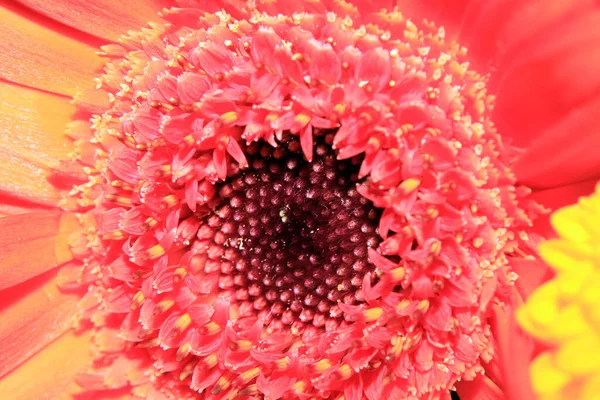 Schöne Großaufnahme Von Blumen Und Blütenblättern Für Den Botanischen Hintergrund — Stockfoto