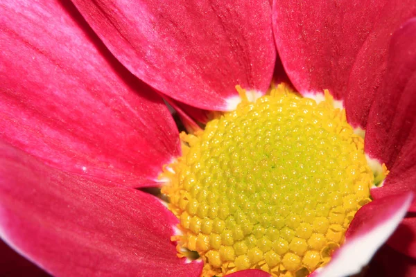 Botanik Arkaplan Için Çiçeklere Yapraklara Çok Yakın — Stok fotoğraf