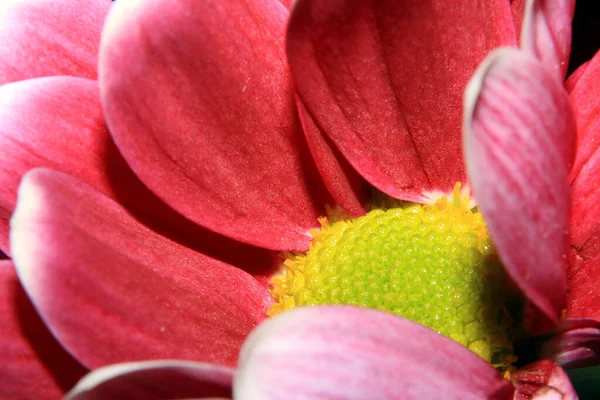 Piuttosto Primo Piano Fiori Petali Sfondo Botanico — Foto Stock