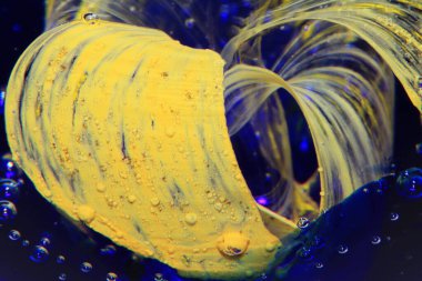 Çizgi ve Renkli Kağıt Ağırlığı 'ndan canlı bir Soyut Cam Girdap ve Kabarcıklar