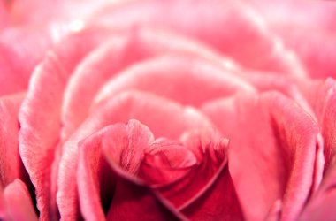 Narin, romantik bir gül çiçeğinin Güzel Yakın Çekimi