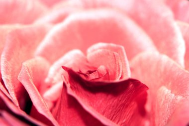 Narin, romantik bir gül çiçeğinin Güzel Yakın Çekimi