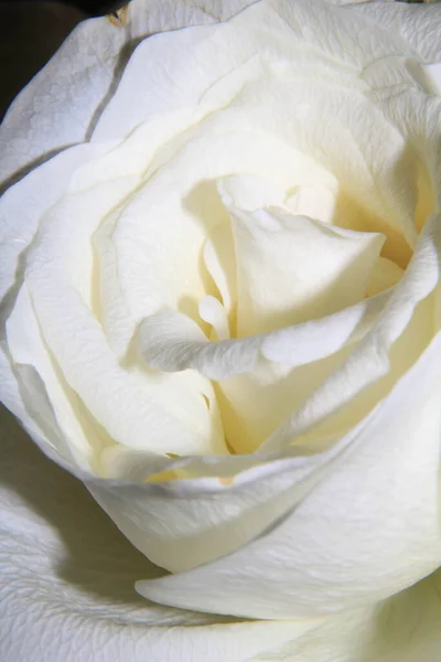 Beautiful Close Delicate Romantic Rose Flower — Stock Photo, Image