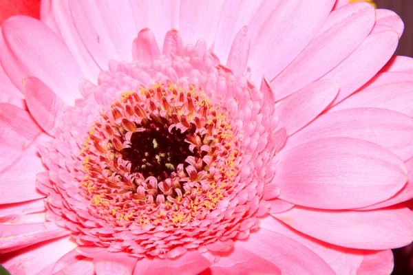 美丽的花朵和花粉的特写 — 图库照片
