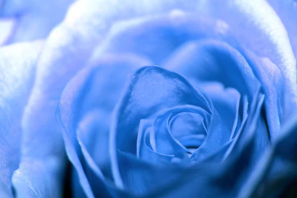 Закрыть Лакомый Цветок Розы — стоковое фото