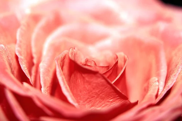 Прекрасна Квітка Рожевої Троянди Крупним Планом — стокове фото