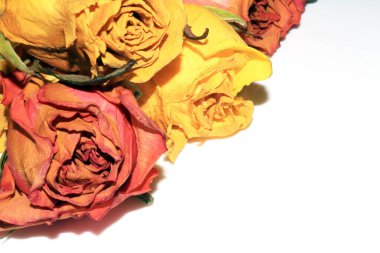 Beyaz Arkaplanda Sarı Pembe Kurumuş Güller ve Çiçeğin Yaprakları