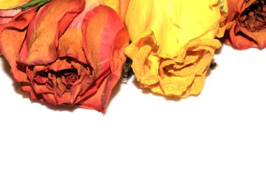 Beyaz Arkaplanda Sarı Pembe Kurumuş Güller ve Çiçeğin Yaprakları