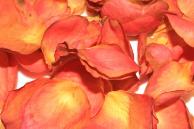 Beyaz Arkaplanda Sarı Pembe Kurumuş Güller ve Çiçeğin Yaprakları