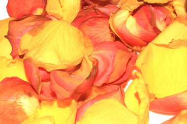 Beyaz Arkaplanda Sarı Pembe Kurumuş Güller ve Çiçeğin Yaprakları