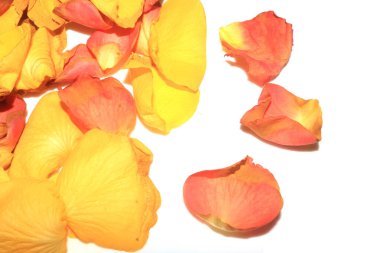 Beyaz Arkaplanda Sarı Pembe Kurumuş Güller ve Çiçeğin Yaprakları