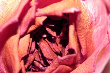 Beyaz Arkaplanda Sarı Pembe Kurumuş Güller ve Çiçeğin Yaprakları