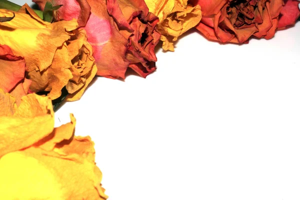Желтый Розовый Мертвый Высохшие Розы Лепестки Цветка Белом Фоне — стоковое фото
