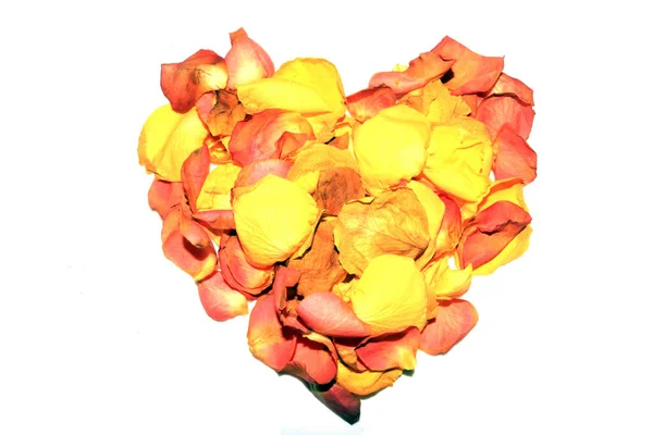 Κίτρινα Ροζ Αποξηραμένα Τριαντάφυλλα Και Πέταλα Του Λουλουδιού Λευκό Φόντο — Φωτογραφία Αρχείου