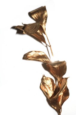 Dekoratif Altın Metalik Ağaç Dallar ve Dallar ve Beyaz Arkaplanda Altın Yapraklar