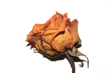 Kurumuş Kırmızı Güller Beyaz Arkaplanda Ölü Çiçekler