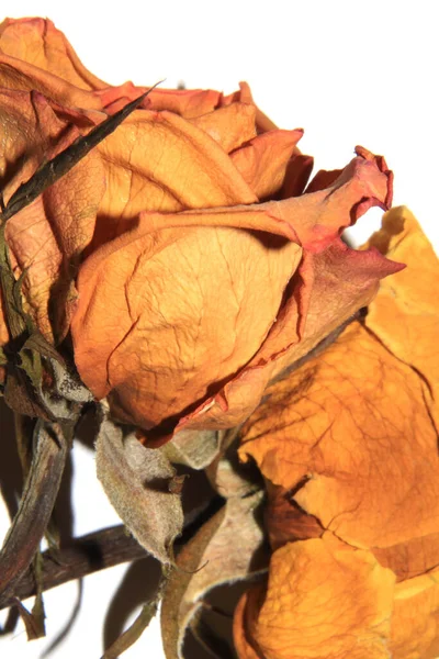 Gedroogde Dode Rode Rozen Dode Bloemen Witte Achtergrond — Stockfoto