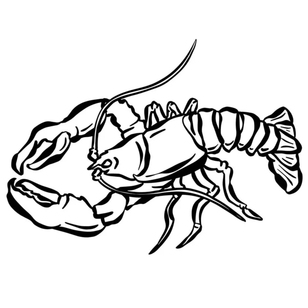 Illustrazione Vettoriale Del Pesce Dell Aragosta Dei Gamberetti Del Crostaceo — Vettoriale Stock