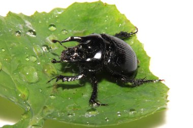 Bir Minotour Beetle Siyah Böceği Beyaz Arkaplanda Yaklaş