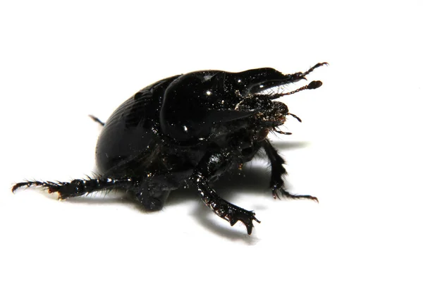 Besouro Minotour Black Bug Close Fundo Branco — Fotografia de Stock