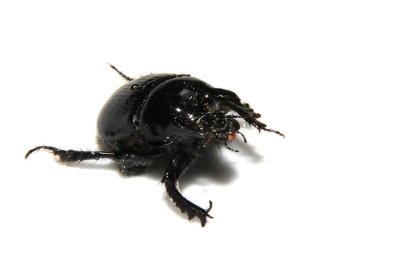 Besouro Minotour Black Bug Close Fundo Branco — Fotografia de Stock