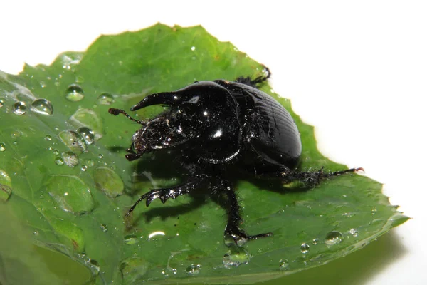 Insetto Nero Scarabeo Minotour Vicino Sfondo Bianco — Foto Stock