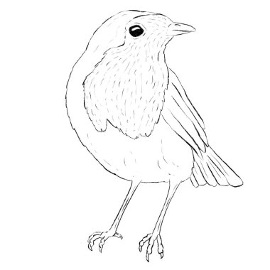 Robin Bird Line Sanat Logosu Beyaz Arkaplanda Kalem Çizimi