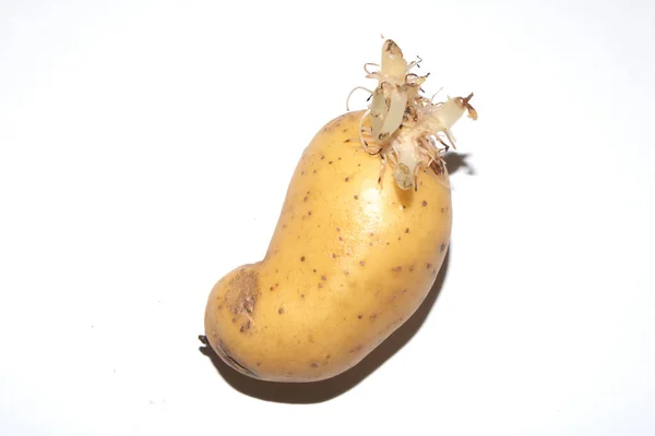 白い背景に発芽した目のジャガイモの根 — ストック写真