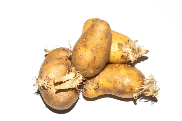 Uma Raiz Batatas Olho Brotando Fundo Branco — Fotografia de Stock