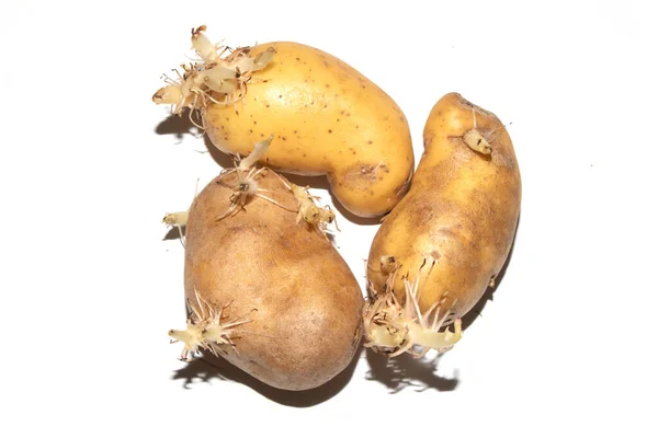 Occhio Germogliante Patate Radici Uno Sfondo Bianco — Foto Stock