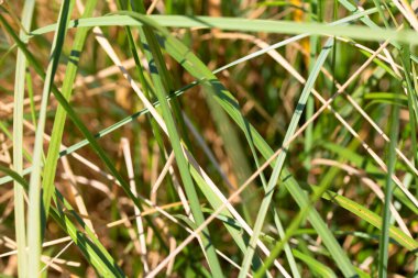 Arkaplan için Uzun Yeşil Eşeğin Kapanışı