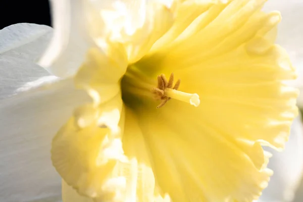 Primer Plano Macro Narciso Amarillo Polen — Foto de Stock