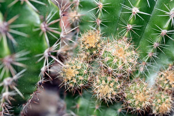 Spikey Kaktusów Zbliżenie Kręgosłupa Zielonej Skóry — Zdjęcie stockowe