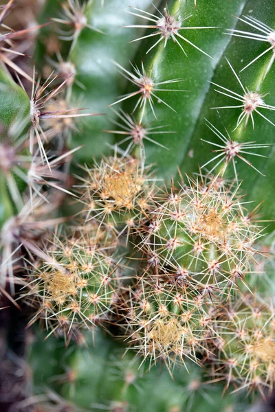 Een Spikey Cactus Close Van Stekels Groene Huid — Stockfoto