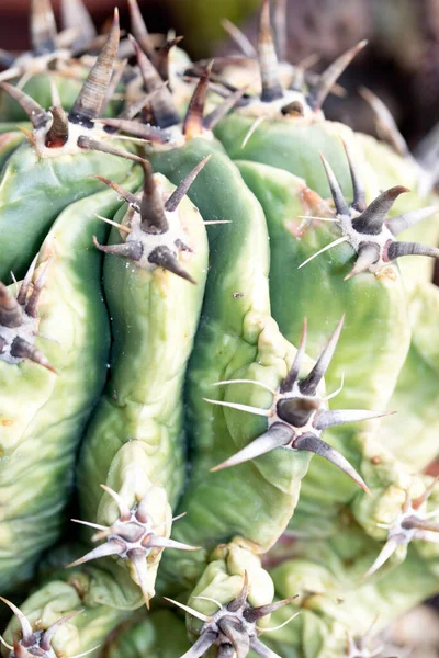 Ein Stacheliger Kaktus Großaufnahme Von Stacheln Und Grüner Haut — Stockfoto