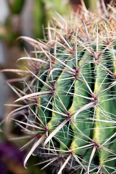 Een Spikey Cactus Close Van Stekels Groene Huid — Stockfoto