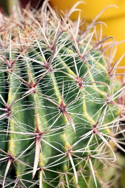 Primer Plano Espinas Piel Verde Spikey Cactus —  Fotos de Stock