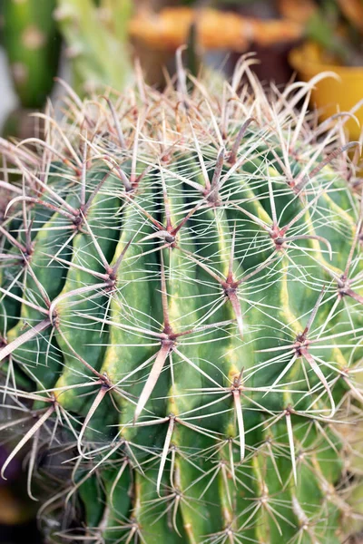 Een Spikey Cactus Close Van Stekels Groene Huid — Stockfoto