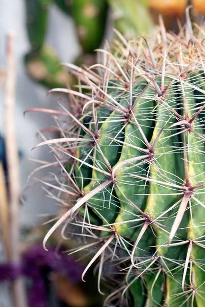 Een Spikey Cactus Close Van Stekels Groene Huid — Stockfoto