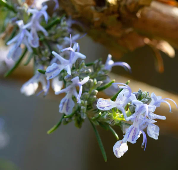 Close Rosemary Plant Pretty Blue Flowers — Foto de Stock