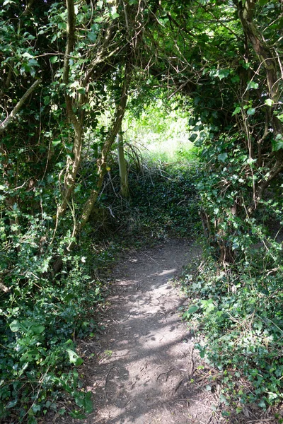 Beautiful English Green Countryside Meadow Pathway — стоковое фото