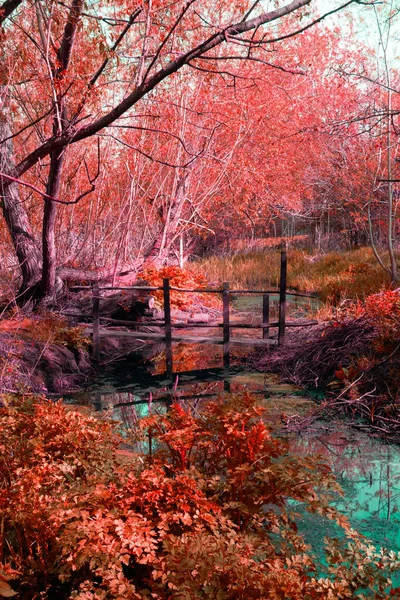 Mystical Pathway Meadow Woodland — Fotografia de Stock