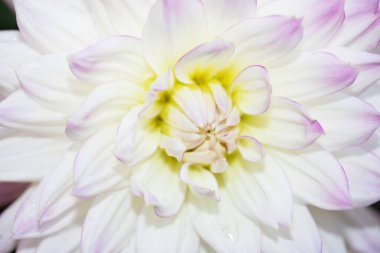 Arkaplan için Beyaz Dahlia Çiçek Yapraklarını Kapat