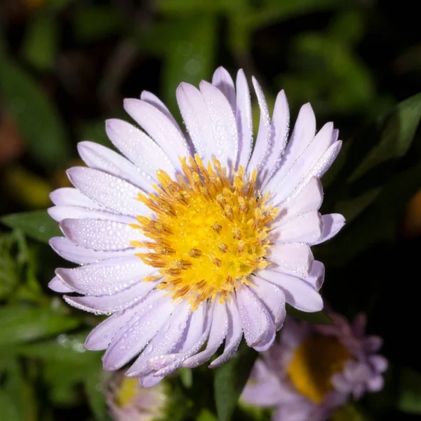 Close White Yellow Daisy Wildflower — Fotografia de Stock