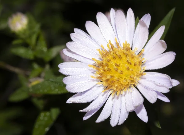 Close White Yellow Daisy Wildflower — Fotografia de Stock