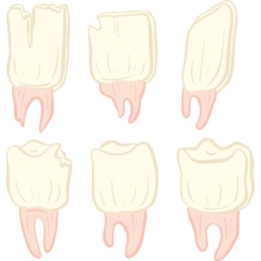Köklü Diş Koleksiyonu veya Diş Resimleri Koleksiyonu Simgesi